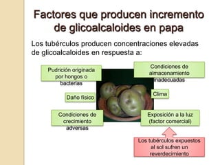 Factores que producen incremento
    de glicoalcaloides en papa
Los tubérculos producen concentraciones elevadas
de glicoa...