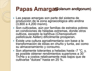 Papas Amargas
                (Solanum andigonum)

   Las papas amargas son parte del sistema de
    producción de la zon...