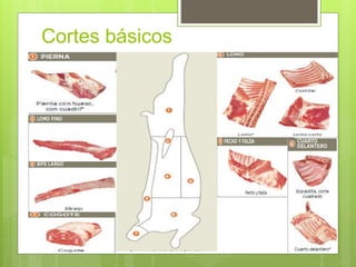 Cortes básicos
 