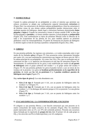Proteínas Página 8 de 17
3.- ESTRUCTURA β
Cuando la cadena principal de un polipéptido se estira al máximo que permiten sus
enlaces covalentes se adopta una configuración espacial denominada estructura β
(Figura 26a). Las estructuras β de distintas cadenas polipeptídicas o bien las estructuras β
de distintas zonas de una misma cadena polipeptídica pueden interaccionar entre sí
mediante puentes de hidrógeno, dando lugar a estructuras laminares denominadas hojas
plegadas u hojas β. Cuando las estructuras β tienen el mismo sentido N C se dice que
la hoja plegada es paralela, y si tienen sentidos opuestos, la hoja plegada es antiparalela
(Figura 25a). Esta conformación es típica de proteínas fibrosas como la fibroína de la
seda o las β-queratinas de las plumas de ave, pero también aparece en proteínas
globulares como las inmunoglobulinas. El patrón de formación de puentes de hidrógeno
es distinto según se trate de una hoja β paralela o antiparalela (Figuras 26a y 26b).
4.- GIROS β
En una proteína globular, las regiones con estructura α o β están conectadas entre sí por
medio de los llamados giros β (Figura 27). Son secuencias cortas, típicamente formadas
por cuatro AA, con una conformación característica que impone un brusco giro de 180o a
la cadena principal de un polipéptido. AA como Asn, Gly y Pro, que se acomodan mal en
estructuras de tipo α o β, aparecen con frecuencia en este tipo de estructura (Figura 26).
Normalmente, la conformación de los giros β está estabilizada por medio de un puente
de hidrógeno entre el grupo carboxilo del residuo 1 y el grupo amino del residuo 4
(Figura 27). En una proteína globular los giros β pueden incluir a casi un tercio de los
residuos de la proteína. Los giros se localizan preferentemente en la superficie de la
proteína, de modo que los AA en posiciones 2 y 3 puedan establecer puentes de
hidrógeno con el agua (Figura 27).
Hay varios tipos de giros β. Los más abundantes son:
• Giro β de tipo I: Formado por 4 AA, con un puente de hidrógeno entre los
residuos 1 y 4 (Figura 27).
• Giro β de tipo II: Formado por 4 AA, con un puente de hidrógeno entre los
residuos 1 y 4. Se distingue del anterior porque el AA en posición 3 es una glicina
(Figura 27).
• Giro β de tipo γ: Formado por 3 AA, con un puente de hidrógeno entre los
residuos 1 y 3.
5.- UN CASO ESPECIAL: LA CONFORMACIÓN DEL COLÁGENO
El colágeno es una proteína fibrosa y con función estructural que está presente en la
matriz extracelular del tejido conectivo de los animales (Figura 28a). En mamíferos
puede representar entre un 25 y un 35% del contenido proteico. Presenta una secuencia
típica formada por la repetición de grupos de tres AA. El primer AA de cada grupo es
Gly, y los otros dos son Pro (o hidroxiprolina) y un AA cualquiera:
 