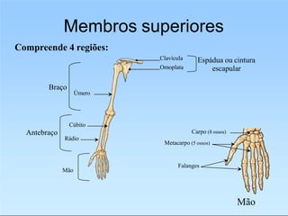 Membros superiores
Compreende 4 regiões:
Clavícula
Omoplata
Espádua ou cintura
escapular
Úmero
Braço
Antebraço
Rádio
Cúbito
Mão
Falanges
Carpo (8 ossos)
Metacarpo (5 ossos)
Mão
 