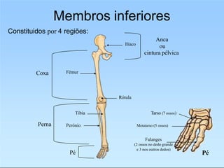 Membros inferiores
Ilíaco
Constituidos por 4 regiões:
Anca
ou
cintura pélvica
Fémur
Coxa
Tíbia
Perónio
Perna
Pé
Rótula
Pé
Metatarso (5 ossos)
Tarso (7 ossos)
Falanges
(2 ossos no dedo grande
e 3 nos outros dedos)
 