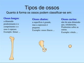 Tipos de ossos
Quanto à forma os ossos podem classificar-se em:
Ossos longos:
a dimensão
predominante é o
comprimento e o
osso é espesso.
Exemplo: fémur ...
Ossos chatos:
a superfície é grande,
mas a espessura é
pequena.
Exemplo: ossos ilíacos ...
Ossos curtos:
não há uma dimensão
que, nitidamente,
Predomine sobre as
outras.
Exemplo: rótula ...
 