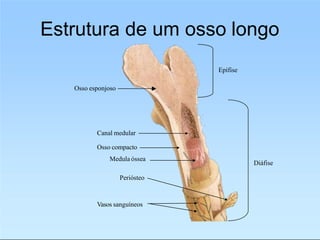 Estrutura de um osso longo
Epífise
Diáfise
Canal medular
Osso compacto
Medula óssea
Osso esponjoso
Periósteo
Vasos sanguíneos
 
