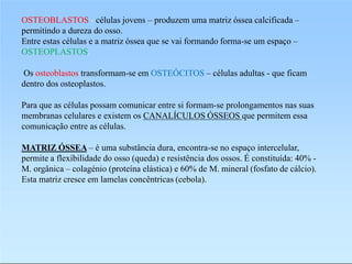 OSTEOBLASTOS - células jovens – produzem uma matriz óssea calcificada –
permitindo a dureza do osso.
Entre estas células e a matriz óssea que se vai formando forma-se um espaço –
OSTEOPLASTOS.
Os osteoblastos transformam-se em OSTEÓCITOS – células adultas - que ficam
dentro dos osteoplastos.
Para que as células possam comunicar entre si formam-se prolongamentos nas suas
membranas celulares e existem os CANALÍCULOS ÓSSEOS que permitem essa
comunicação entre as células.
MATRIZ ÓSSEA – é uma substância dura, encontra-se no espaço intercelular,
permite a flexibilidade do osso (queda) e resistência dos ossos. É constituída: 40% -
M. orgânica – colagénio (proteína elástica) e 60% de M. mineral (fosfato de cálcio).
Esta matriz cresce em lamelas concêntricas (cebola).
 