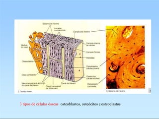 3 tipos de células ósseas: osteoblastos, osteócitos e osteoclastos
 