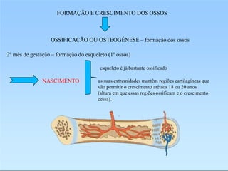 FORMAÇÃO E CRESCIMENTO DOS OSSOS
OSSIFICAÇÃO OU OSTEOGÉNESE – formação dos ossos
2º mês de gestação – formação do esqueleto (1º ossos)
esqueleto é já bastante ossificado
NASCIMENTO as suas extremidades mantêm regiões cartilagíneas que
vão permitir o crescimento até aos 18 ou 20 anos
(altura em que essas regiões ossificam e o crescimento
cessa).
 