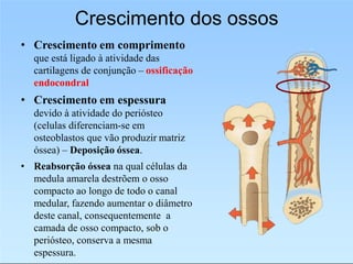 Crescimento dos ossos
• Crescimento em comprimento
que está ligado à atividade das
cartilagens de conjunção – ossificação
endocondral
• Crescimento em espessura
devido à atividade do periósteo
(celulas diferenciam-se em
osteoblastos que vão produzir matriz
óssea) – Deposição óssea.
• Reabsorção óssea na qual células da
medula amarela destrõem o osso
compacto ao longo de todo o canal
medular, fazendo aumentar o diâmetro
deste canal, consequentemente a
camada de osso compacto, sob o
periósteo, conserva a mesma
espessura.
 