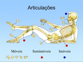 Articulações
Móveis Semimóveis Imóveis
 