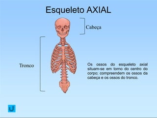 Esqueleto AXIAL
Os ossos do esqueleto axial
situam-se em torno do centro do
corpo; compreendem os ossos da
cabeça e os ossos do tronco.
Tronco
Cabeça
 