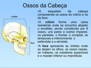 Ossos da Cabeça
•O esqueleto da cabeça
compreende os ossos do crânio e os
da face.
•O crânio forma uma caixa
resistente onde se encontra alojado
o encéfalo, sendo constituído por 8
ossos, uns pares e outros ímpares:
os parietais, o frontal, o occipital, os
temporais e inferiormente o
esfenóide e o etmóide.
•A face apresenta as órbitas onde
se alojam os olhos, os ossos nasais,
os malares, os maxilares superiores
e o maxilar inferior ou mandíbula
crânio
face
 