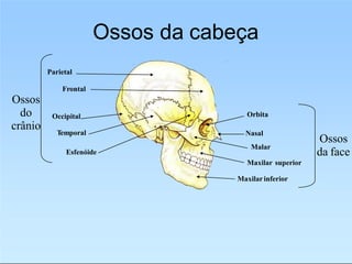 Ossos da cabeça
Parietal
Frontal
Occipital
Temporal
Esfenóide
Orbita
Nasal
Malar
Maxilar superior
Maxilarinferior
Ossos
do
crânio
Ossos
da face
 