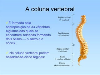A coluna vertebral
encontram soldadas formando
dois ossos — o sacro e o
cóccix.
 Na coluna vertebral podem
observar-se cinco regiões:
Região cervical
(7 vértebras)
É formada pela
sobreposição de 33 vértebras,
algumas das quais se
Região dorsal
(12 vértebras)
Região lombar
(5 vértebras)
Sacro
(5 vértebras soldadas)
Cóccix
(4 vértebras soldadas)
 