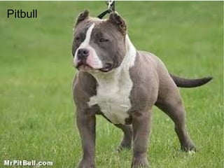 Pitbull
 