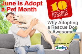 10 Reasons to Adopt a Shelter Dog for Adopt a Shelter Animal Month!