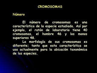 CROMOSOMAS
Número
El número de cromosomas es una
característica de la especie estudiada. Así por
ejemplo, el ratón de laboratorio tiene 40
cromosomas, el hombre 46 y los monos
superiores 48.
La morfología de sus cromosomas es
diferente; tanto que esta característica se
usa actualmente para la ubicación taxonómica
de las especies.
 