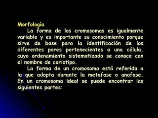Morfología
La forma de los cromosomas es igualmente
variable y es importante su conocimiento porque
sirve de base para la identificación de los
diferentes pares pertenecientes a una célula,
cuyo ordenamiento sistematizado se conoce con
el nombre de cariotipo.
La forma de un cromosoma está referida a
la que adopta durante la metafase o anafase.
En un cromosoma ideal se puede encontrar las
siguientes partes:
 
