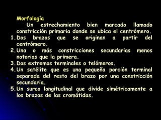 Morfología
Un estrechamiento bien marcado llamado
constricción primaria donde se ubica el centrómero.
1.Dos brazos que se originan a partir del
centrómero.
2.Una o más constricciones secundarias menos
notorias que la primera.
3.Dos extremos terminales o telómeros.
4.Un satélite que es una pequeña porción terminal
separada del resto del brazo por una constricción
secundaria.
5.Un surco longitudinal que divide simétricamente a
los brazos de las cromátidas.
 