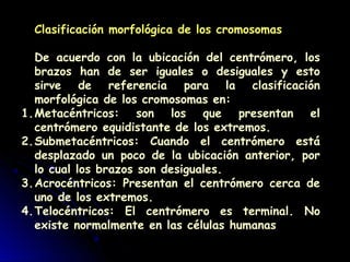 Clasificación morfológica de los cromosomas
De acuerdo con la ubicación del centrómero, los
brazos han de ser iguales o desiguales y esto
sirve de referencia para la clasificación
morfológica de los cromosomas en:
1.Metacéntricos: son los que presentan el
centrómero equidistante de los extremos.
2.Submetacéntricos: Cuando el centrómero está
desplazado un poco de la ubicación anterior, por
lo cual los brazos son desiguales.
3.Acrocéntricos: Presentan el centrómero cerca de
uno de los extremos.
4.Telocéntricos: El centrómero es terminal. No
existe normalmente en las células humanas
 