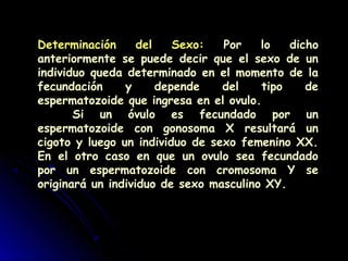 Determinación del Sexo: Por lo dicho
anteriormente se puede decir que el sexo de un
individuo queda determinado en el momento de la
fecundación y depende del tipo de
espermatozoide que ingresa en el ovulo.
Si un óvulo es fecundado por un
espermatozoide con gonosoma X resultará un
cigoto y luego un individuo de sexo femenino XX.
En el otro caso en que un ovulo sea fecundado
por un espermatozoide con cromosoma Y se
originará un individuo de sexo masculino XY.
 