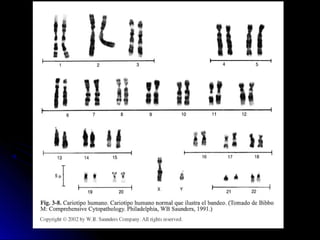 REGULACIÓN DE LAS ACTIVIDADES CELULARES 