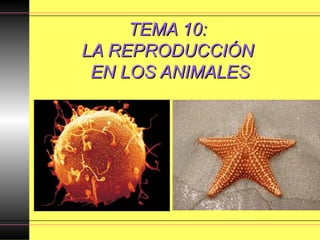 TEMA 10:TEMA 10:
LA REPRODUCCIÓNLA REPRODUCCIÓN
EN LOS ANIMALESEN LOS ANIMALES
 