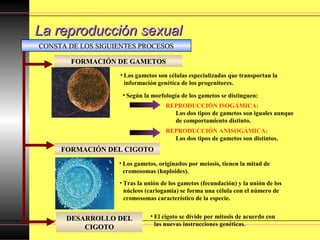 La reproducción sexualLa reproducción sexual
FORMACIÓN DEL CIGOTOFORMACIÓN DEL CIGOTO
FORMACIÓN DE GAMETOSFORMACIÓN DE GAMETOS
DESARROLLO DELDESARROLLO DEL
CIGOTOCIGOTO
• Los gametos son células especializadas que transportan la
información genética de los progenitores.
• Tras la unión de los gametos (fecundación) y la unión de los
núcleos (cariogamia) se forma una célula con el número de
cromosomas característico de la especie.
• Según la morfología de los gametos se distinguen:
REPRODUCCIÓN ISOGÁMICA:
Los dos tipos de gametos son iguales aunque
de comportamiento distinto.
REPRODUCCIÓN ANISOGÁMICA:
Los dos tipos de gametos son distintos.
• Los gametos, originados por meiosis, tienen la mitad de
cromosomas (haploides).
• El cigoto se divide por mitosis de acuerdo con
las nuevas instrucciones genéticas.
CONSTA DE LOS SIGUIENTES PROCESOSCONSTA DE LOS SIGUIENTES PROCESOS
 