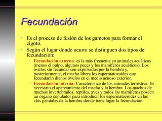 FecundaciónFecundación
• Es el proceso de fusión de los gametos para formar el
cigoto.
• Según el lugar donde ocurra se distinguen dos tipos de
fecundación:
• Fecundación externa: es la más frecuente en animales acuáticos
(menos el pulpo, algunos peces y los mamíferos acuáticos). Los
óvulos sin fecundar son expulsados por la hembra y,
posteriormente, el macho libera los espermatozoides que
fecundarán dichos óvulos en el medio acuoso exterior.
• Fecundación interna: Característica de los animales terrestres. Es
necesario el apareamiento del macho y la hembra. Los machos de
muchos invertebrados, reptiles, aves y todos los mamíferos poseen
un órgano copulador para introducir los espermatozoides en las
vías genitales de la hembra donde tiene lugar la fecundación.
 