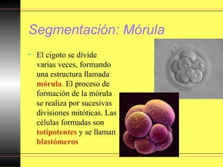 Segmentación: Mórula
• El cigoto se divide
varias veces, formando
una estructura llamada
mórula. El proceso de
formación de la mórula
se realiza por sucesivas
divisiones mitóticas. Las
células formadas son
totipotentes y se llaman
blastómeros
 