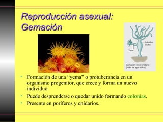 Reproducción asexual:Reproducción asexual:
GemaciónGemación
• Formación de una “yema” o protuberancia en un
organismo progenitor, que crece y forma un nuevo
individuo.
• Puede desprenderse o quedar unido formando colonias.
• Presente en poríferos y cnidarios.
 