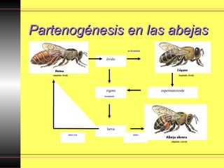 Partenogénesis en las abejasPartenogénesis en las abejas
REINA ZÁNGANO
OBRERA
espermatozoide
óvulo
larva
zigoto
jalea real polen
(diploide, fértil) (haploide, fértil)
(diploide, estéril)
no fecundado
fecundado
 