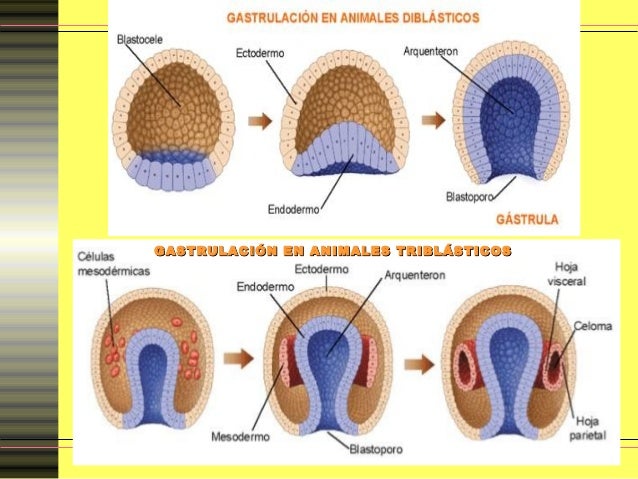 Resultado de imagen de gastrulacion en animales diblasticos