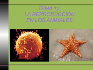 TEMA 10:  
LA REPRODUCCIÓN  
EN LOS ANIMALES
 