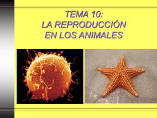 TEMA 10:
LA REPRODUCCIÓN
EN LOS ANIMALES
 