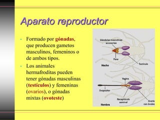 Aparato reproductor
• Formado por gónadas,
que producen gametos
masculinos, femeninos o
de ambos tipos.
• Los animales
hermafroditas pueden
tener gónadas masculinas
(testículos) y femeninas
(ovarios), o gónadas
mixtas (ovoteste)
 
