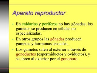 Aparato reproductor
• En cnidarios y poríferos no hay gónadas; los
gametos se producen en células no
especializadas.
• En otros grupos las gónadas producen
gametos y hormonas sexuales.
• Los gametos salen al exterior a través de
gonoductos (espermiductos y oviductos), y
se abren al exterior por el gonoporo.
 