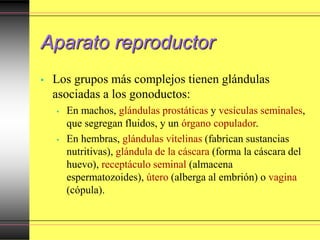 Aparato reproductor
• Los grupos más complejos tienen glándulas
asociadas a los gonoductos:
• En machos, glándulas prostáticas y vesículas seminales,
que segregan fluidos, y un órgano copulador.
• En hembras, glándulas vitelinas (fabrican sustancias
nutritivas), glándula de la cáscara (forma la cáscara del
huevo), receptáculo seminal (almacena
espermatozoides), útero (alberga al embrión) o vagina
(cópula).
 