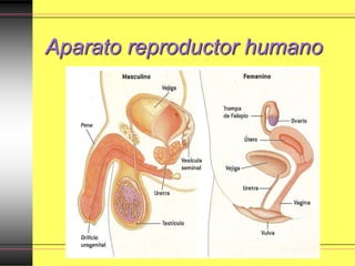 Aparato reproductor humano
 