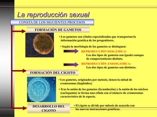 La reproducción sexual
FORMACIÓN DEL CIGOTO
FORMACIÓN DE GAMETOS
DESARROLLO DEL
CIGOTO
• Los gametos son células especializadas que transportan la
información genética de los progenitores.
• Tras la unión de los gametos (fecundación) y la unión de los núcleos
(cariogamia) se forma una célula con el número de cromosomas
característico de la especie.
• Según la morfología de los gametos se distinguen:
REPRODUCCIÓN ISOGÁMICA:
Los dos tipos de gametos son iguales aunque
de comportamiento distinto.
REPRODUCCIÓN ANISOGÁMICA:
Los dos tipos de gametos son distintos.
• Los gametos, originados por meiosis, tienen la mitad de
cromosomas (haploides).
• El cigoto se divide por mitosis de acuerdo con
las nuevas instrucciones genéticas.
CONSTA DE LOS SIGUIENTES PROCESOS
 