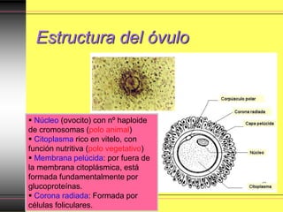 Estructura del óvulo
 Núcleo (ovocito) con nº haploide
de cromosomas (polo animal)
 Citoplasma rico en vitelo, con
función nutritiva (polo vegetativo)
 Membrana pelúcida: por fuera de
la membrana citoplásmica, está
formada fundamentalmente por
glucoproteínas.
 Corona radiada: Formada por
células foliculares.
 