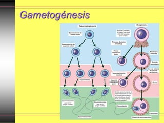 Gametogénesis
 