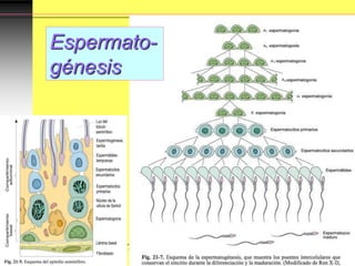 Espermato-
génesis
 