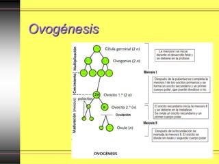 Ovogénesis
 