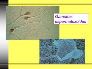 Gametos:
espermatozoides
 