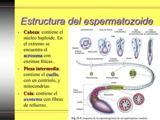 Estructura del espermatozoide
• Cabeza: contiene el
núcleo haploide. En
el extremo se
encuentra el
acrosoma con
enzimas líticas.
• Pieza intermedia:
contiene el cuello,
con un centríolo, y
mitocondrias.
• Cola: contiene el
axonema con fibras
de refuerzo.
 