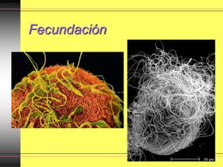 Fecundación
 