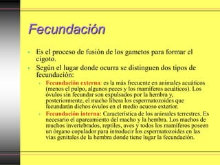 Fecundación
• Es el proceso de fusión de los gametos para formar el
cigoto.
• Según el lugar donde ocurra se distinguen dos tipos de
fecundación:
• Fecundación externa: es la más frecuente en animales acuáticos
(menos el pulpo, algunos peces y los mamíferos acuáticos). Los
óvulos sin fecundar son expulsados por la hembra y,
posteriormente, el macho libera los espermatozoides que
fecundarán dichos óvulos en el medio acuoso exterior.
• Fecundación interna: Característica de los animales terrestres. Es
necesario el apareamiento del macho y la hembra. Los machos de
muchos invertebrados, reptiles, aves y todos los mamíferos poseen
un órgano copulador para introducir los espermatozoides en las
vías genitales de la hembra donde tiene lugar la fecundación.
 