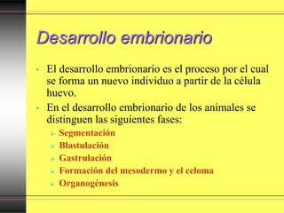 Desarrollo embrionario
• El desarrollo embrionario es el proceso por el cual
se forma un nuevo individuo a partir de la célula
huevo.
• En el desarrollo embrionario de los animales se
distinguen las siguientes fases:
 Segmentación
 Blastulación
 Gastrulación
 Formación del mesodermo y el celoma
 Organogénesis
 