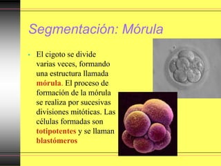 Segmentación: Mórula
• El cigoto se divide
varias veces, formando
una estructura llamada
mórula. El proceso de
formación de la mórula
se realiza por sucesivas
divisiones mitóticas. Las
células formadas son
totipotentes y se llaman
blastómeros
 