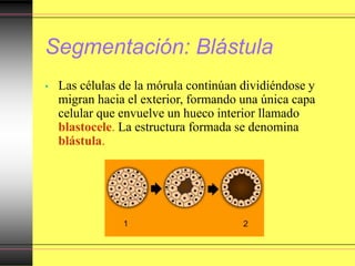 Segmentación: Blástula
• Las células de la mórula continúan dividiéndose y
migran hacia el exterior, formando una única capa
celular que envuelve un hueco interior llamado
blastocele. La estructura formada se denomina
blástula.
 